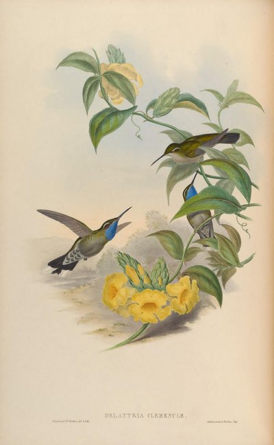 Lampornis clemenciae by John Gould